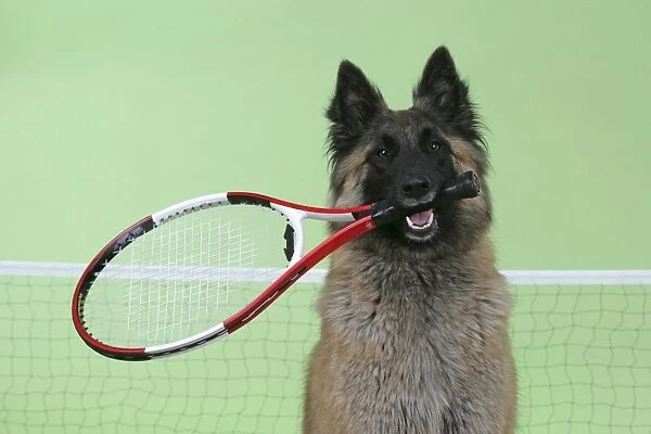 Tervuren  /  Belgian Shepherd Dog - holding tennis racket