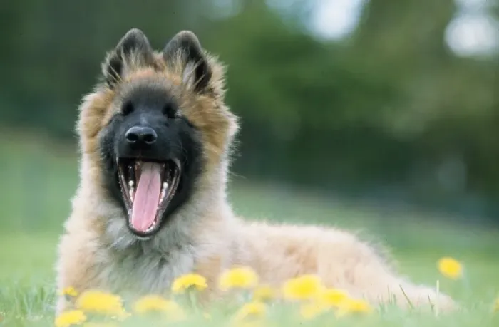 Framed Print : Tervuren / Belgian Shepherd Dog - yawning Framed Print : Tervuren / Belgian Shepherd Dog - yawning