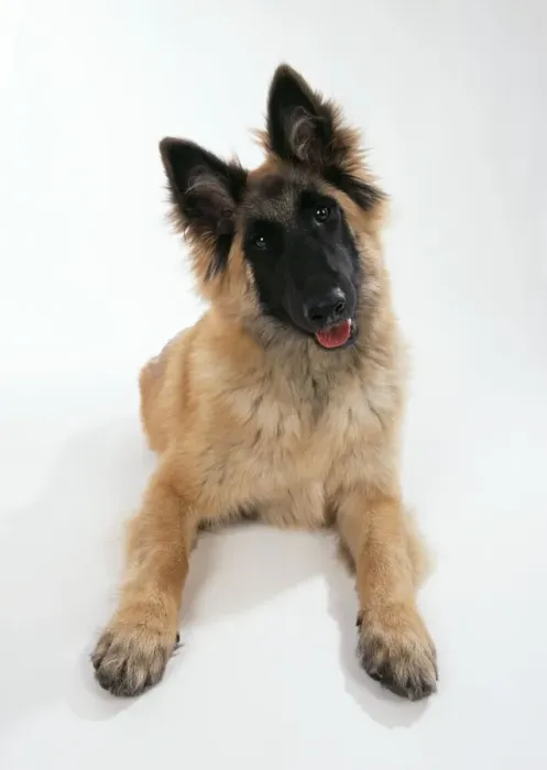 Framed Print : Tervuren Dog Puppy Framed Print : Tervuren Dog Puppy
