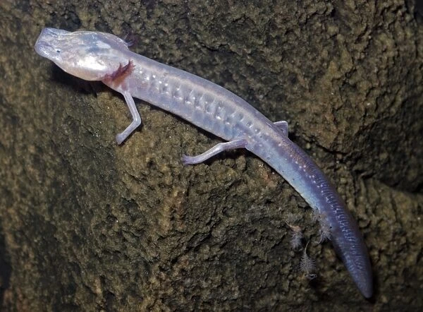 Texas Blind Cave Salamander. Endemic to the caves of the San Marcos District, Texas