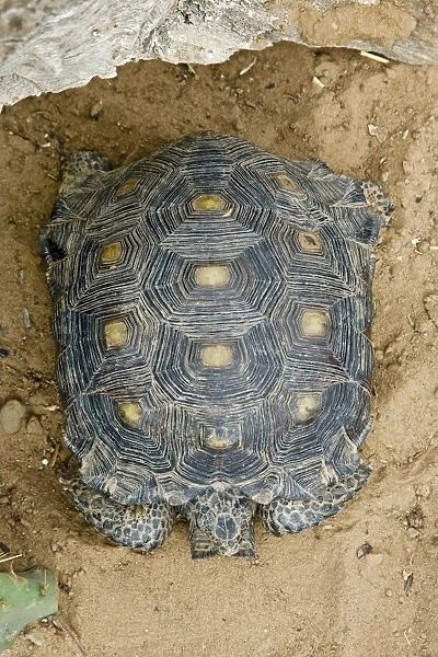 Texas Tortoise Found only in Sout Texas in the US. March