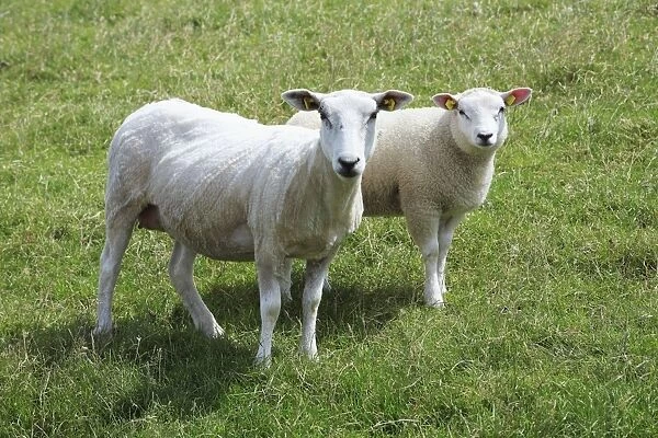 Texel Milk Sheep - ewe and lamb, Island of Texel, Holland