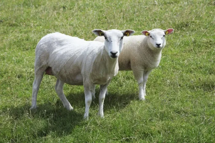 Framed Print : Texel Milk Sheep - ewe and lamb, Island of Texel, Holland Framed Print : Texel Milk Sheep - ewe and lamb, Island of Texel, Holland