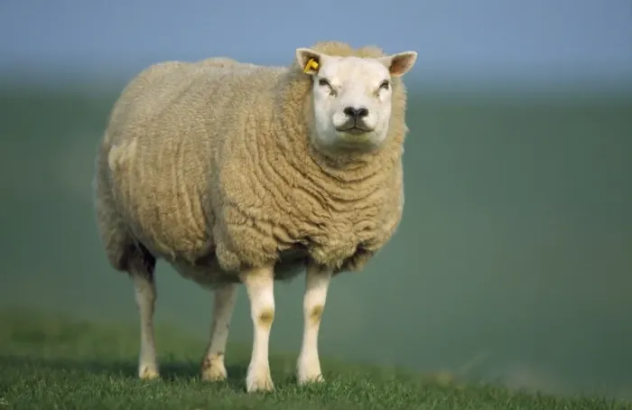 Framed Print : Texel Sheep - ewe Framed Print : Texel Sheep - ewe