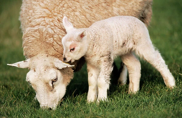 Texel SHEEP - Ewe with lamb