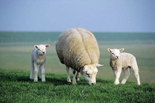 Texel Sheep - ewe with twin lambs, Island of Texel, Holland