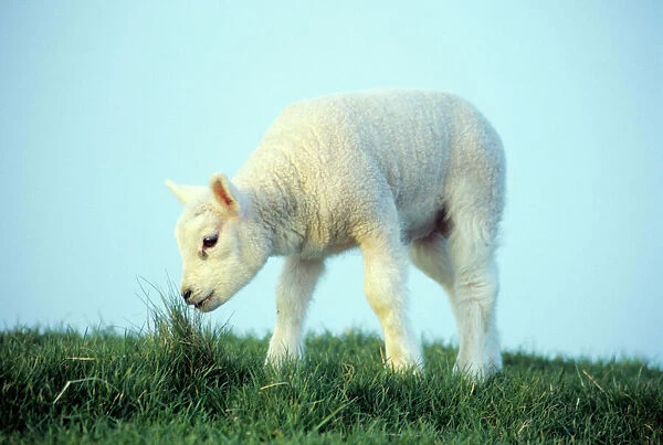Texel Sheep - lamb grazing, Island of Texel, Holland