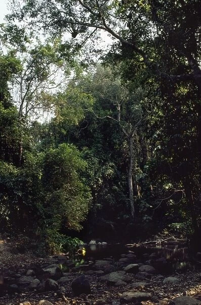 Thailand River crossing tropical lowland forest in Khao Yai National Park