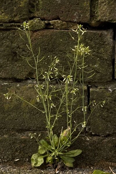 Thale cress, Arabidopsis thaliana. Common weed, widely used for genetic research
