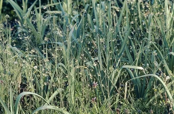 Thale Cress - Weed amongst Leeks