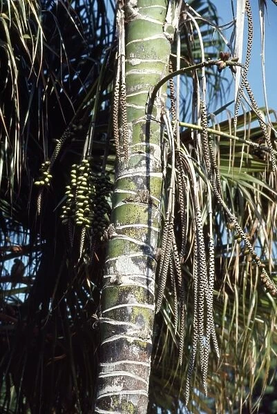 Thatch  /  Kentia Palm - showing fruits