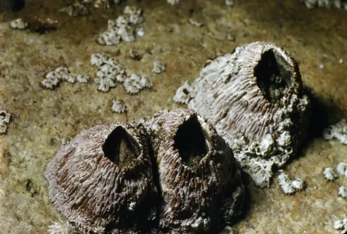 Framed Print : Thatched Barnacles - California Framed Print : Thatched Barnacles - California