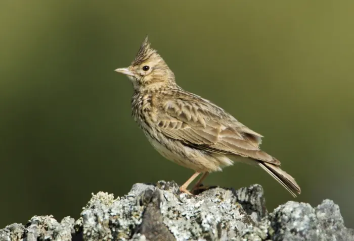 Framed Print : Thekla Lark - perched on stone, Alentejo, Portugal Framed Print : Thekla Lark - perched on stone, Alentejo, Portugal