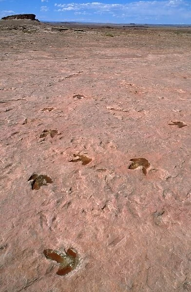 Theropods Dinosaur Footprints - lower Jurassic Tuba city, Arizona, USA