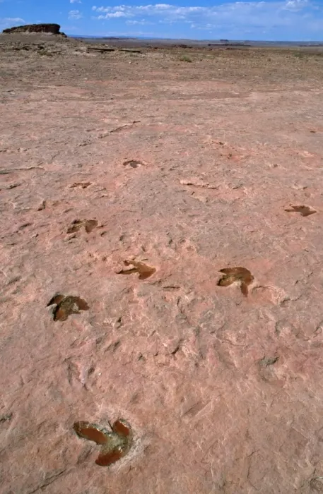 Framed Print : Theropods Dinosaur Footprints - lower Jurassic Tuba city, Arizona, USA Framed Print : Theropods Dinosaur Footprints - lower Jurassic Tuba city, Arizona, USA