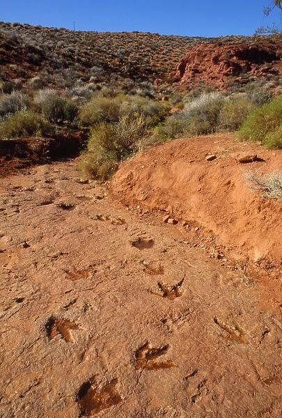 Theropods Dinosaur Footprints Nr St. Georges, Utah, USA