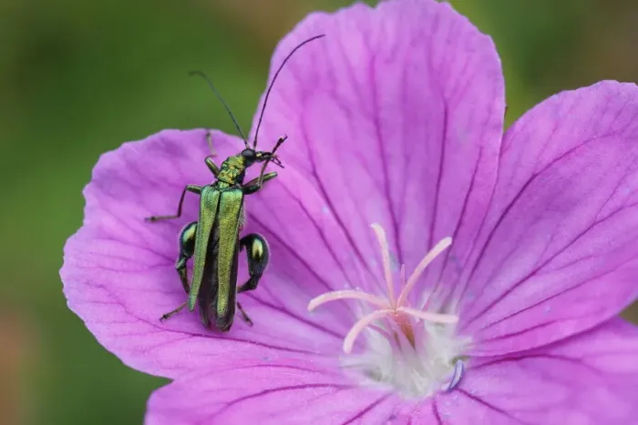Framed Print : Thick-legged Flower Beetle - on Geranium flower Oedemera nobilis Essex, UK IN001121 Framed Print : Thick-legged Flower Beetle - on Geranium flower Oedemera nobilis Essex, UK IN001121