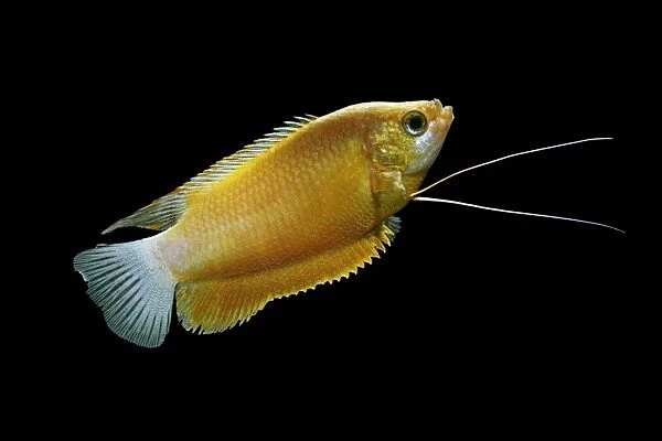 Thick lipped gourami (orange) – male side view black background tropical freshwater Asia 002068