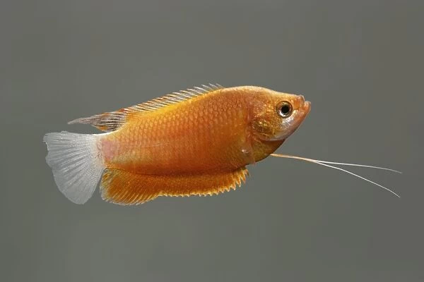 Thick lipped gourami (orange) – male side view grey background tropical freshwater Asia 002071