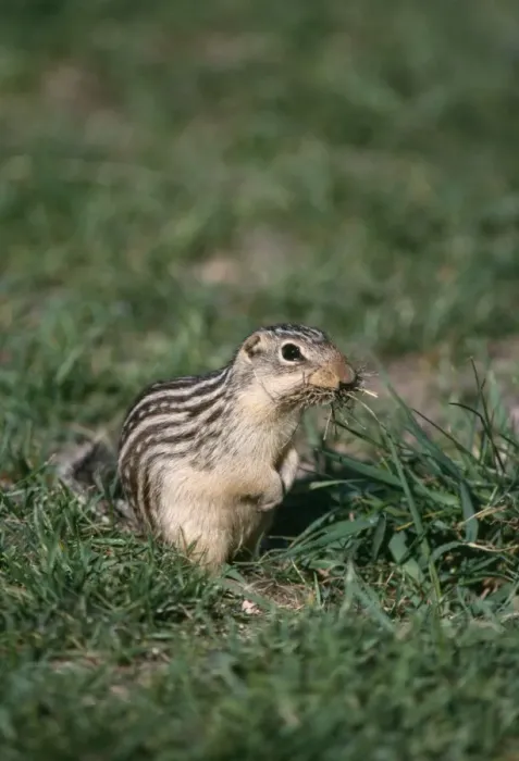 Framed Print : Thirteen-lined Ground Squirrel Framed Print : Thirteen-lined Ground Squirrel