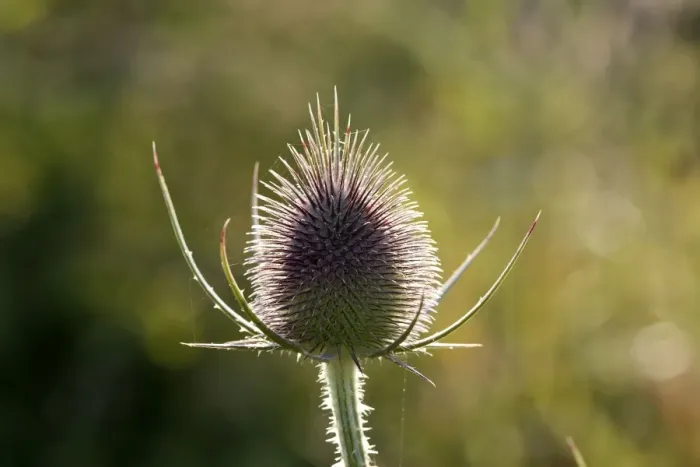 Framed Print : Thistle. WAT-15721. Thistle. Cirsium sp. M. Watson. Framed Print : Thistle. WAT-15721. Thistle. Cirsium sp. M. Watson.