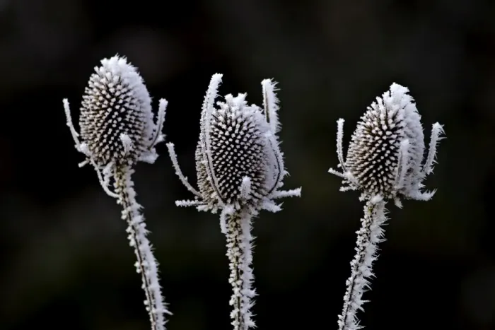 Framed Print : Thistle heads - covered in frost - Oxon - December Framed Print : Thistle heads - covered in frost - Oxon - December