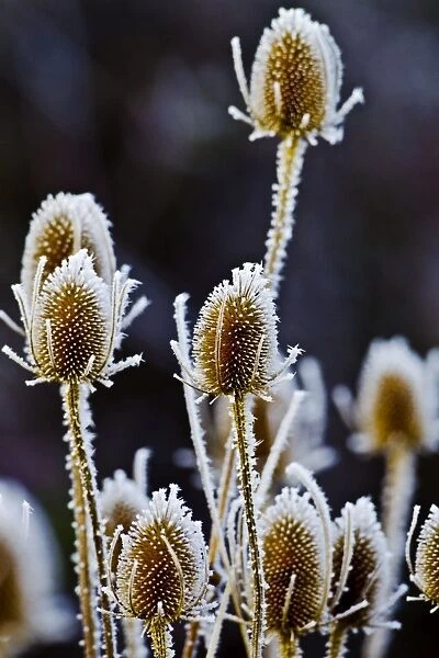 Thistle heads - covered in frost - Oxon - December