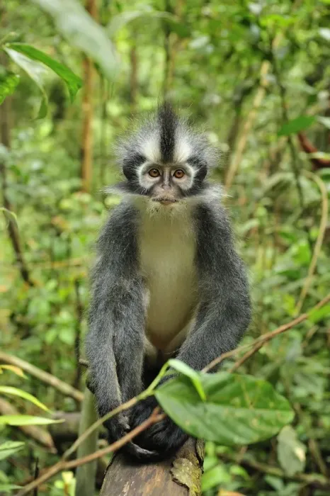 Framed Print : Thomas's Langur / Thomas's Leaf Monkey - Gunung Leuser National Park - Northern Sumatra - Indonesia Framed Print : Thomas's Langur / Thomas's Leaf Monkey - Gunung Leuser National Park - Northern Sumatra - Indonesia