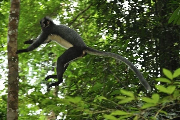Thomas's Langur  /  Thomas's Leaf Monkey - jumping - Gunung Leuser National Park - Northern Sumatra - Indonesia