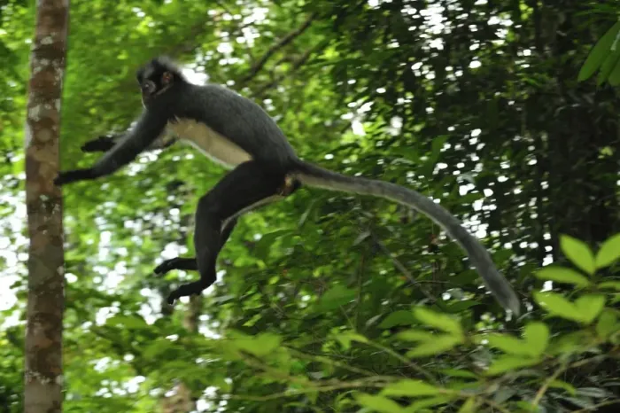 Framed Print : Thomas's Langur  /  Thomas's Leaf Monkey - jumping - Gunung Leuser National Park - Northern Sumatra - Indonesia