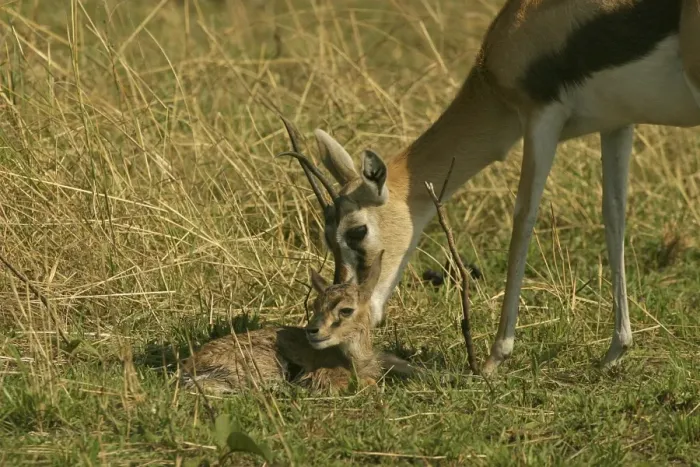 Framed Print : Thomson's Gazelle Adult and young Maasai Mara, Kenya, Africa Framed Print : Thomson's Gazelle Adult and young Maasai Mara, Kenya, Africa