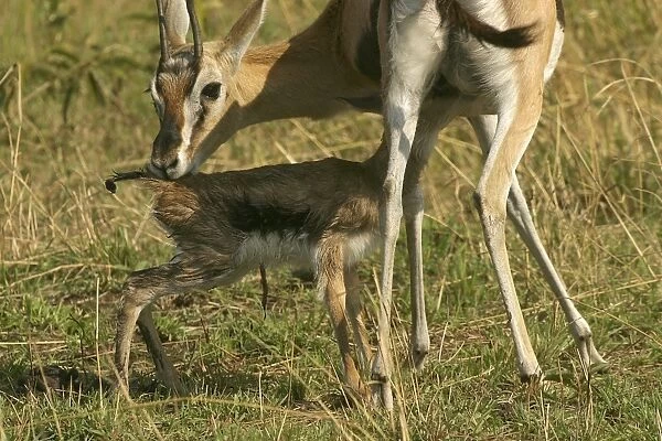 Thomson's Gazelle Adult and young Maasai Mara, Kenya, Africa