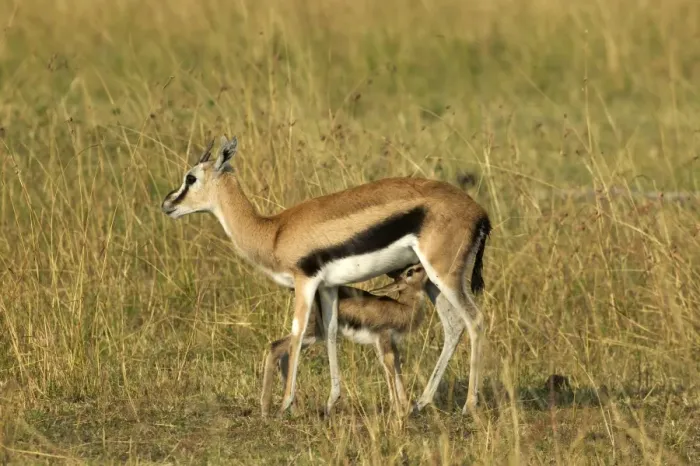 Framed Print : Thomson's Gazelle Adult and young suckling Maasai Mara, Kenya, Africa Framed Print : Thomson's Gazelle Adult and young suckling Maasai Mara, Kenya, Africa