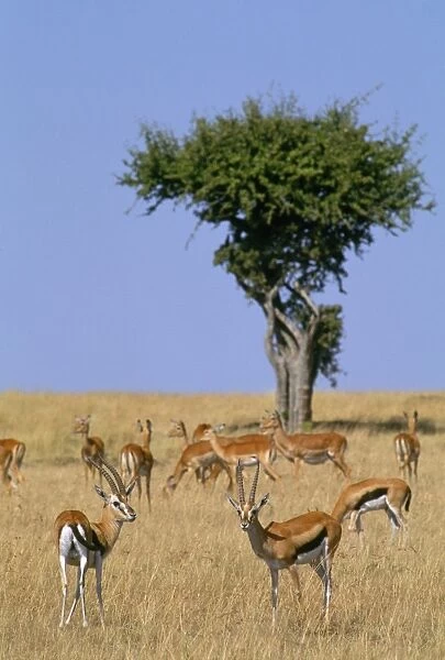Thomson's Gazelle - in background Grant's Gazelle ? Maasai Mara, Kenya, Africa