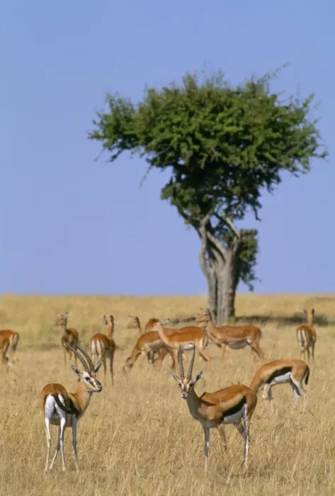 Framed Print : Thomson's Gazelle - in background Grant's Gazelle ? Maasai Mara, Kenya, Africa Framed Print : Thomson's Gazelle - in background Grant's Gazelle ? Maasai Mara, Kenya, Africa