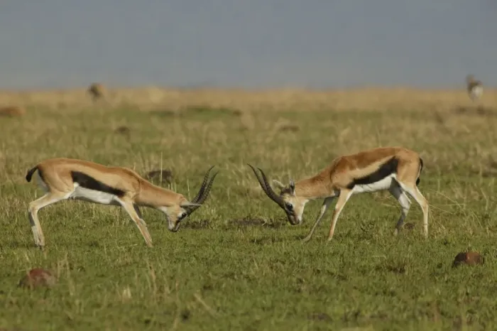 Framed Print : Thomson's Gazelle Two in confrontation Maasai Mara, Kenya, Africa Framed Print : Thomson's Gazelle Two in confrontation Maasai Mara, Kenya, Africa