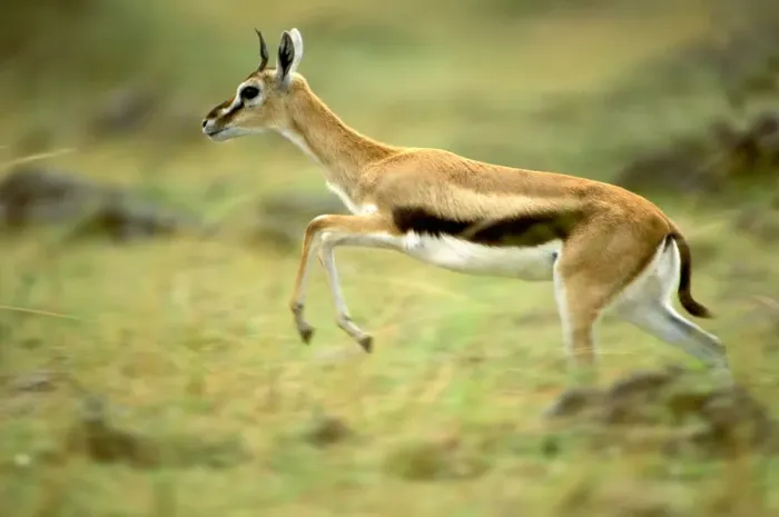 Framed Print : Thomson's Gazelle - Female pronking - Lake Nakuru - Kenya - Africa JFL00577