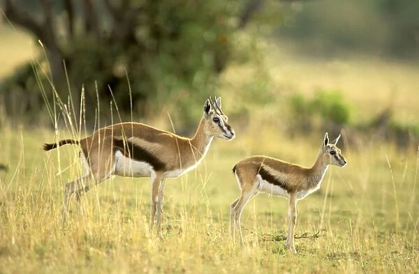 Thomson's Gazelle - Female and young - Maasai Mara National Reserve - Kenya - Africa JFL00590