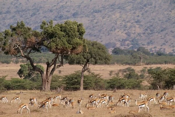 Thomson's Gazelle FL 435 Maasai Mara, Kenya Africa. Gazella thomsoni © Ferrero Labat  /  ARDEA LONDON