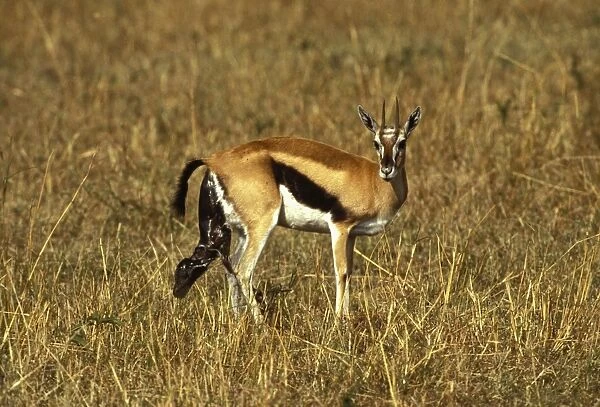 Thomson's Gazelle - giving birth. Masai Mara National Park - Kenya - Africa