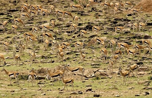 Thomson's Gazelle - Large herd on rocky hillside - Maasai Mara National Reserve - Kenya - Africa JFL00595