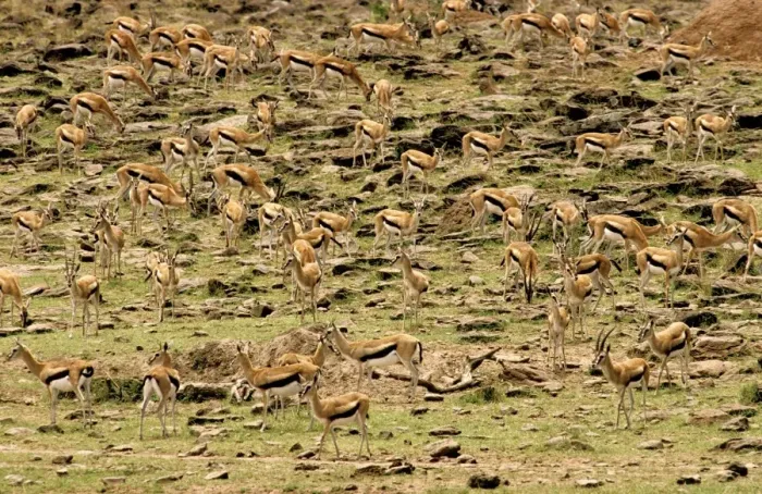 Framed Print : Thomson's Gazelle - Large herd on rocky hillside - Maasai Mara National Reserve - Kenya - Africa JFL00595 Framed Print : Thomson's Gazelle - Large herd on rocky hillside - Maasai Mara National Reserve - Kenya - Africa JFL00595