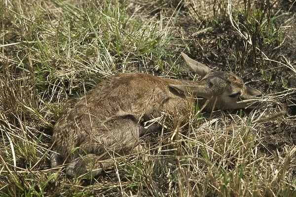 Thomson's Gazelle Laying down in grass Maasai Mara, Kenya, Africa