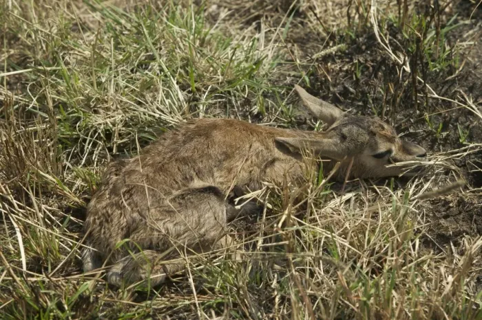Framed Print : Thomson's Gazelle Laying down in grass Maasai Mara, Kenya, Africa Framed Print : Thomson's Gazelle Laying down in grass Maasai Mara, Kenya, Africa