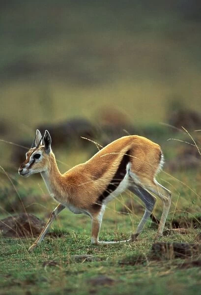 Thomson's Gazelle Maasai Mara, Kenya, Africa