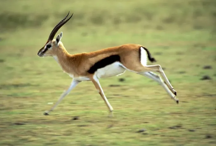 Framed Print : Thomson's Gazelle - Maasai Mara - Kenya - Africa Framed Print : Thomson's Gazelle - Maasai Mara - Kenya - Africa