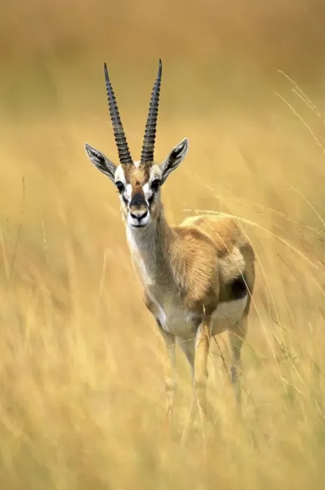Framed Print : Thomson's Gazelle - Maasai Mara - Kenya - Africa Framed Print : Thomson's Gazelle - Maasai Mara - Kenya - Africa
