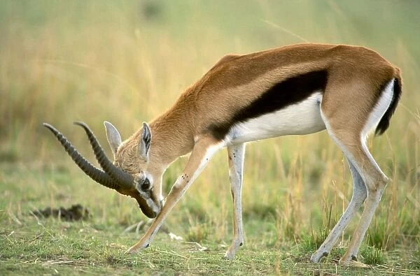 Thomson's Gazelle Male bending forward to nuzzle a front knee, Lake Nakuru, Kenya - Africa JFL00541