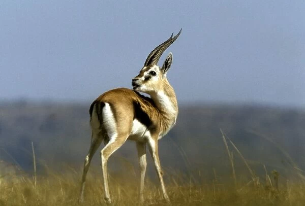 Thomson's Gazelle - male with head turned backwards - Kenya JFL05314