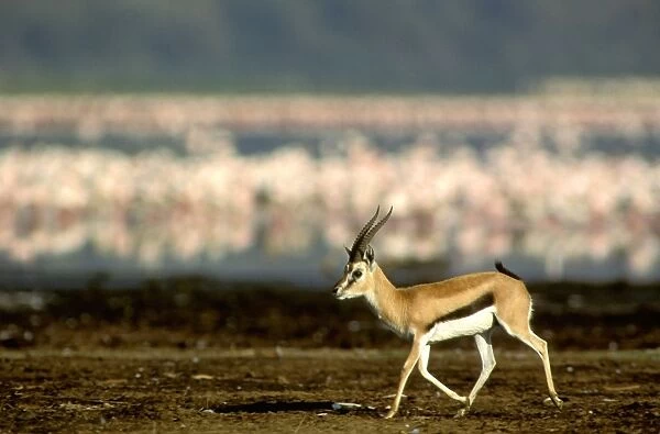 Thomson's Gazelle - Male running, with Flamingos in background - Lake Nakuru, Kenya JFL00554
